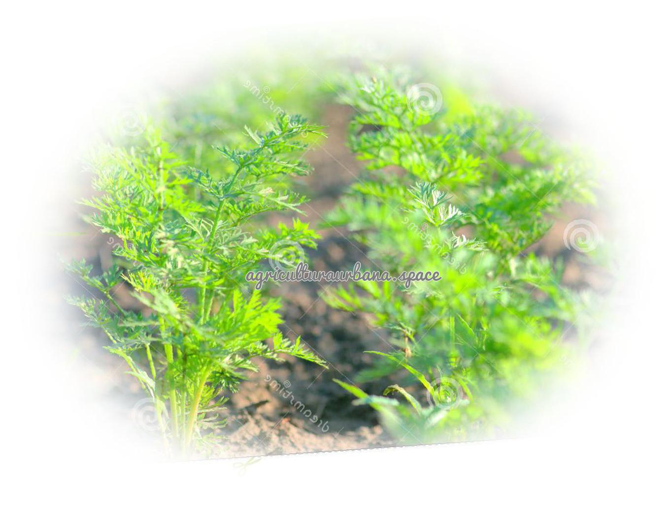 cultivar Zanahoria