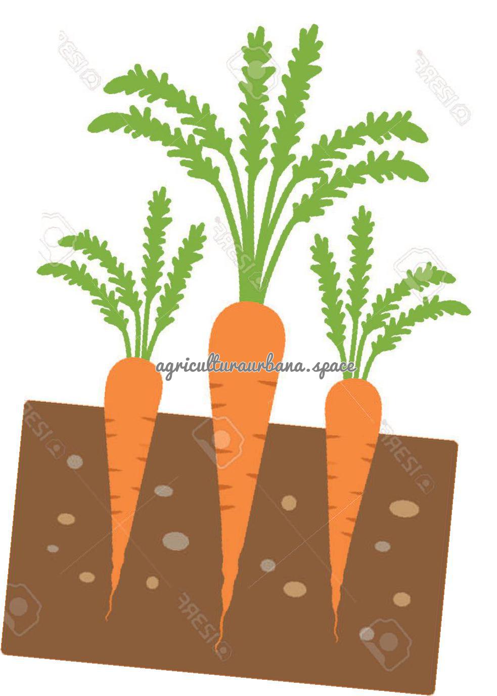 como plantar Zanahoria