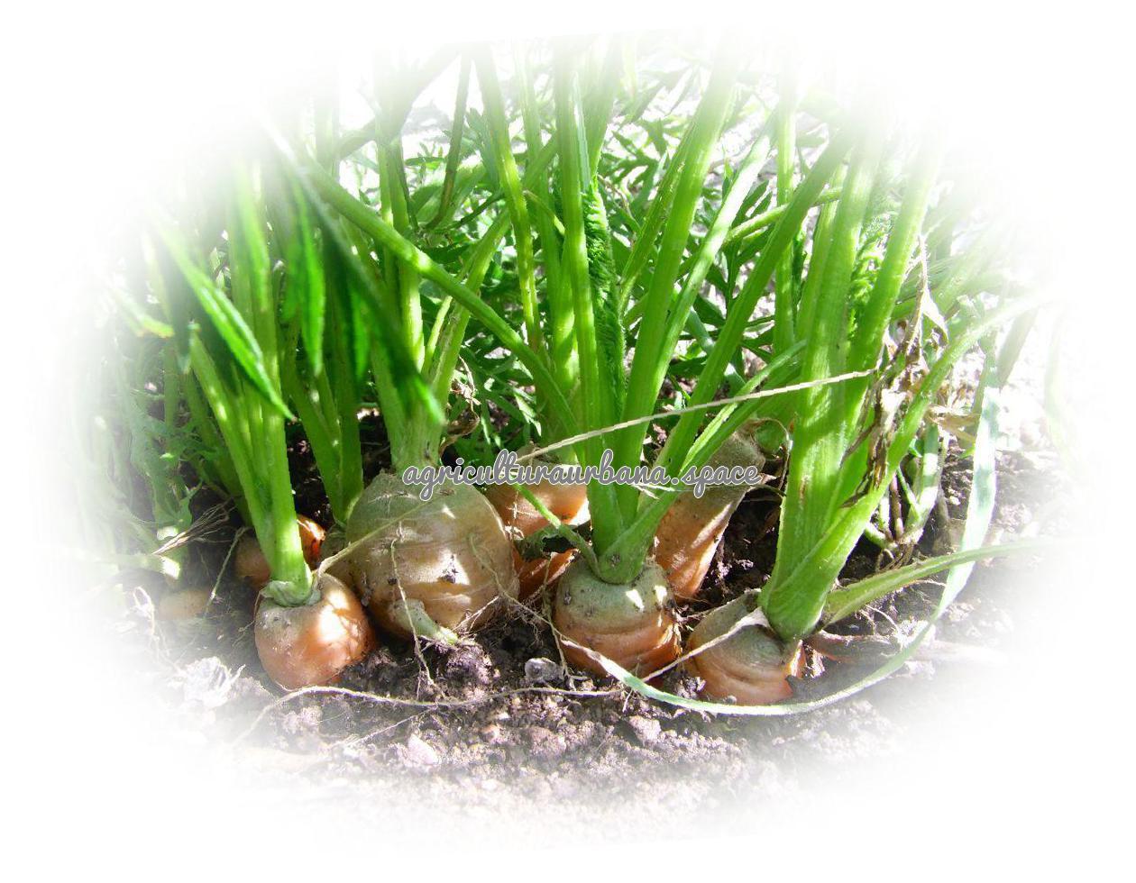 Como plantar  Zanahoria en tu casa