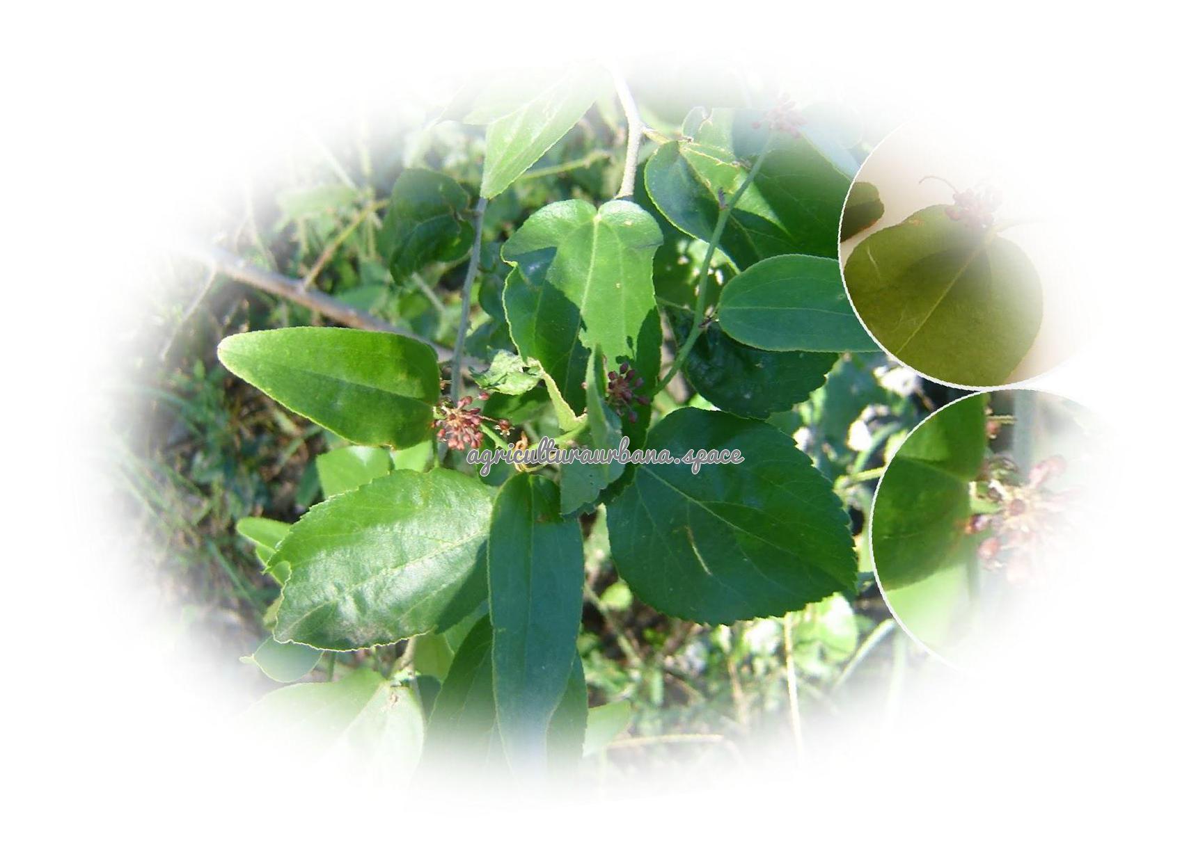 Como cultivar  Zarzaparrilla en tu casa