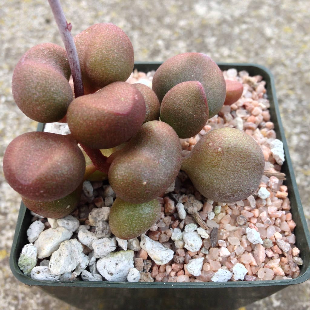 Adromischus marianae: cuidados, sustrato y reproducción
