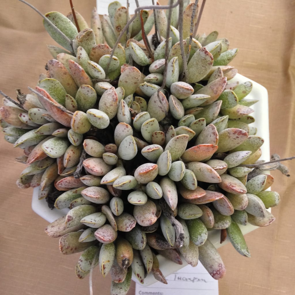 Adromischus: especies, cultivo y cuidados de estas suculentas