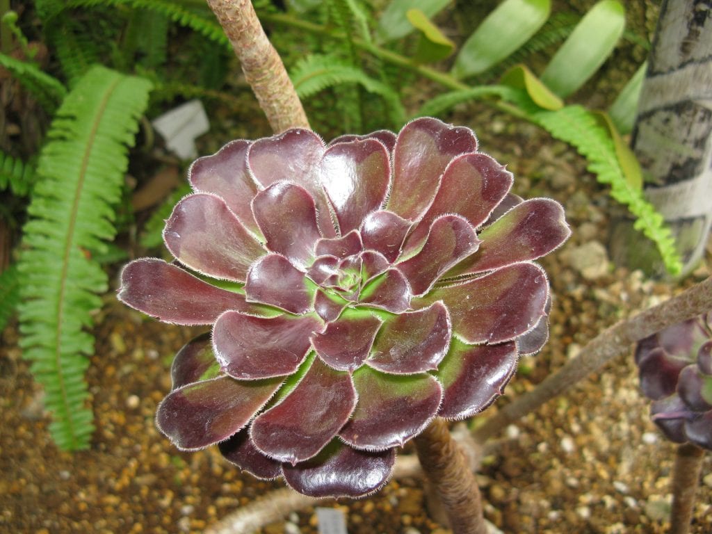 Aeonium arboreum 'Atropurpureum'