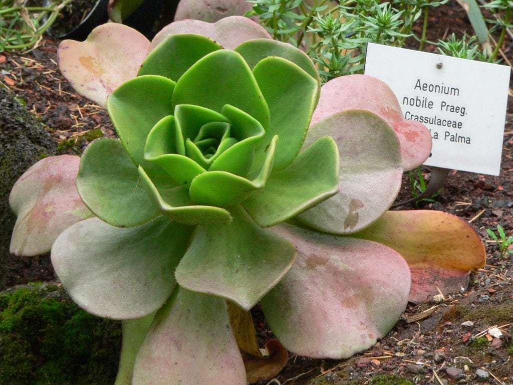 Aeonium nobile: cuidados, riego y siembra paso a paso