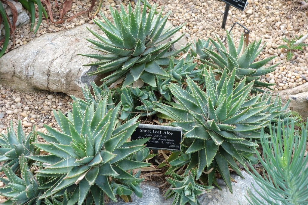 Aloe brevifolia: cultivo, resistencia al frío y multiplicación