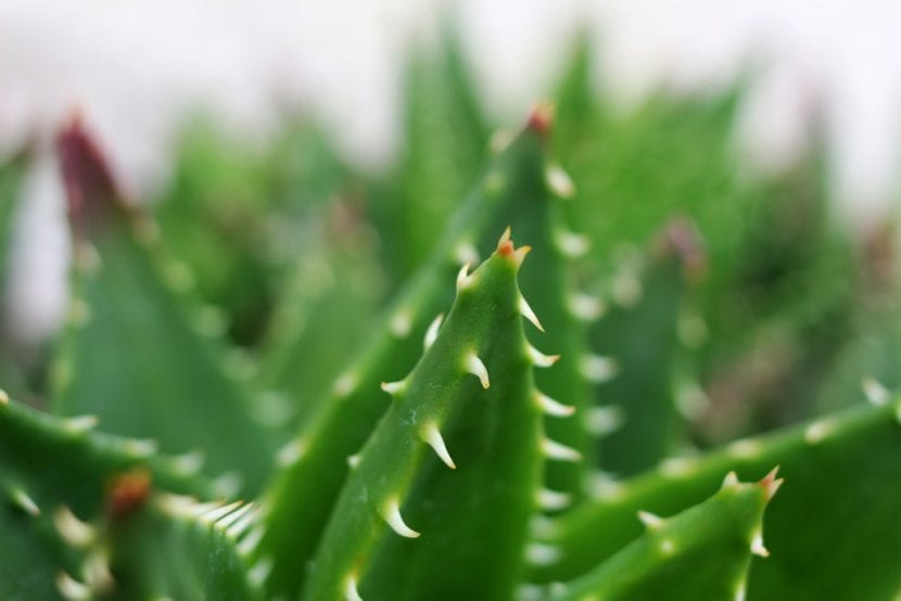 Detalle de las hojas de Aloe brevifolia