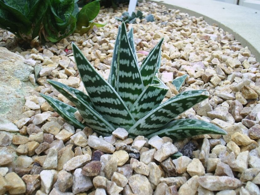 El Aloe variegata quiere sustratos bien drenados