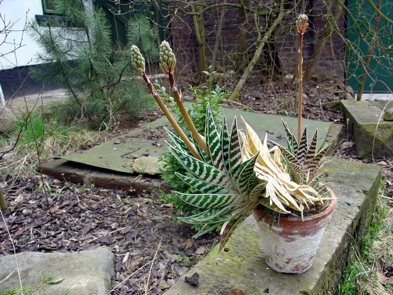 El Aloe variegata puede cultivarse en maceta