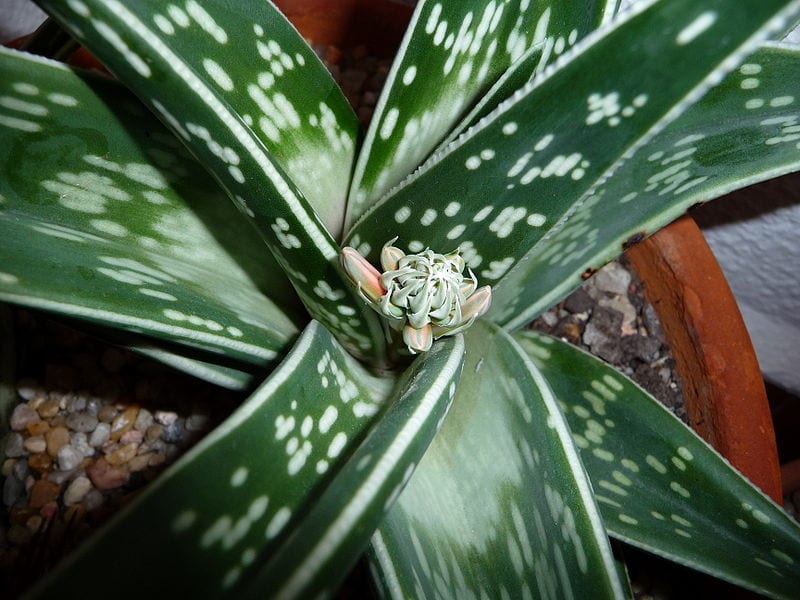El Aloe variegata es una planta muy decorativa