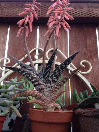 Las flores del Aloe variegata son rojas