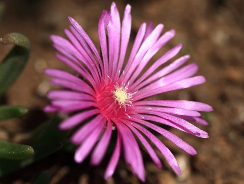Flor de la Delosperma cooperi