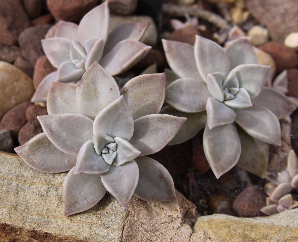 Graptopetalum: especies, características y cuidados