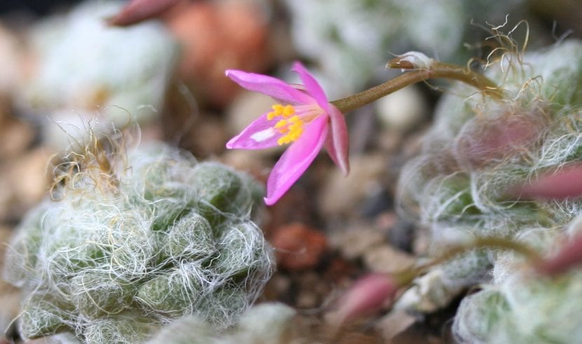 Ancampseros namquensis en flor