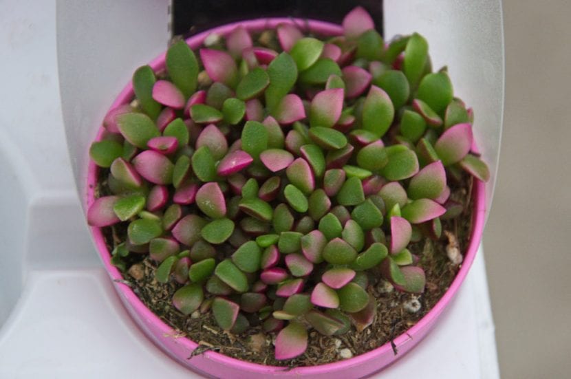 Planta Anacampseros rufescens 'Variegata'
