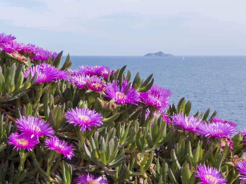 Carpobrotus cerca del mar