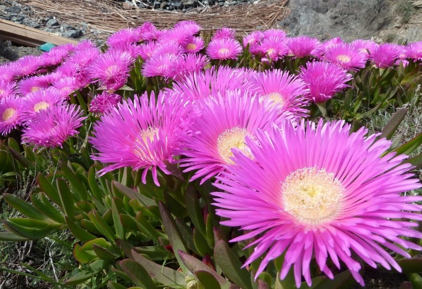 Carpobrotus edulis en flor