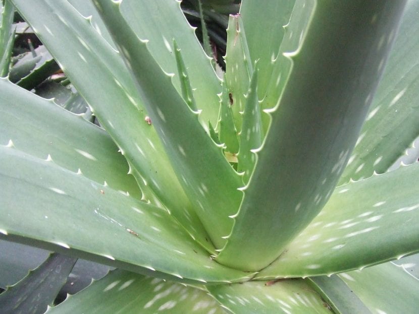 Hojas de la planta de Aloe vera