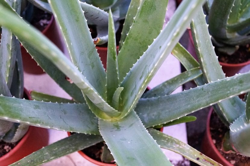Planta joven de Aloe vera