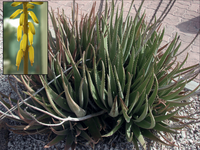 Aloe vera, planta y flores