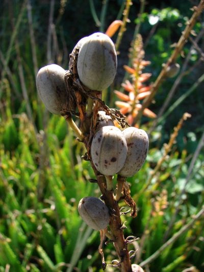 Frutos de Aloe vera