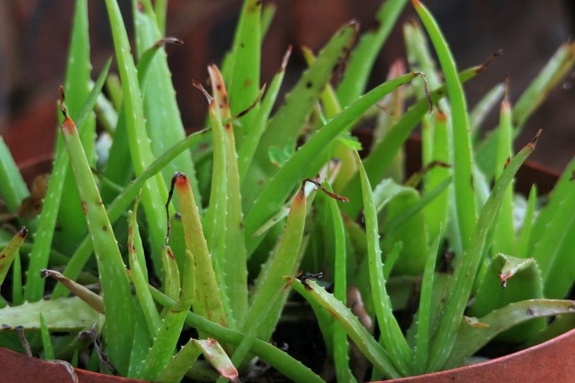 Hijuelos de Aloe vera