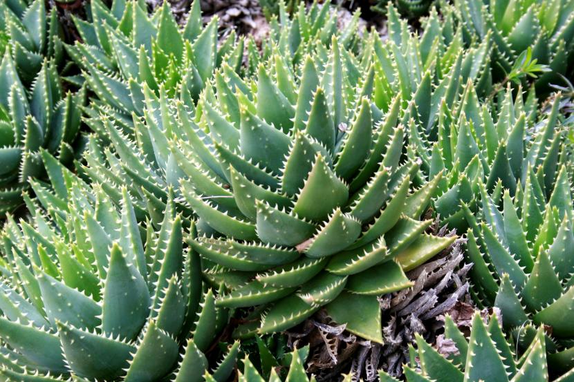 Aloe perfoliata