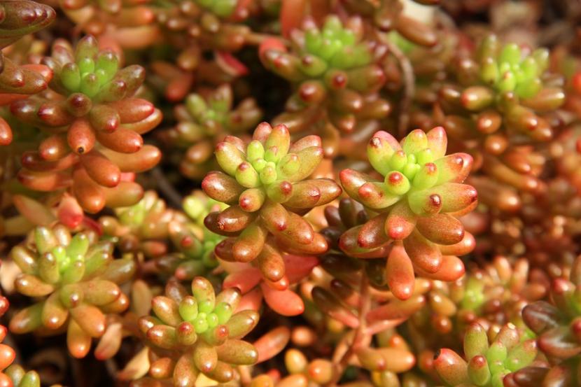 Sedum rubrotinctum