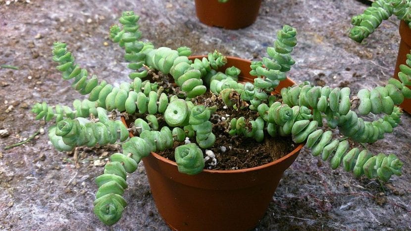 Crassula marnieriana