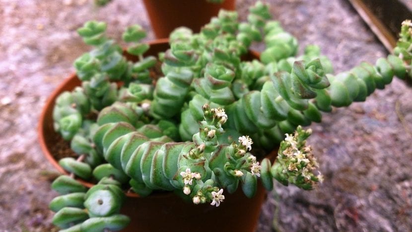 Crassula marnieriana en flor