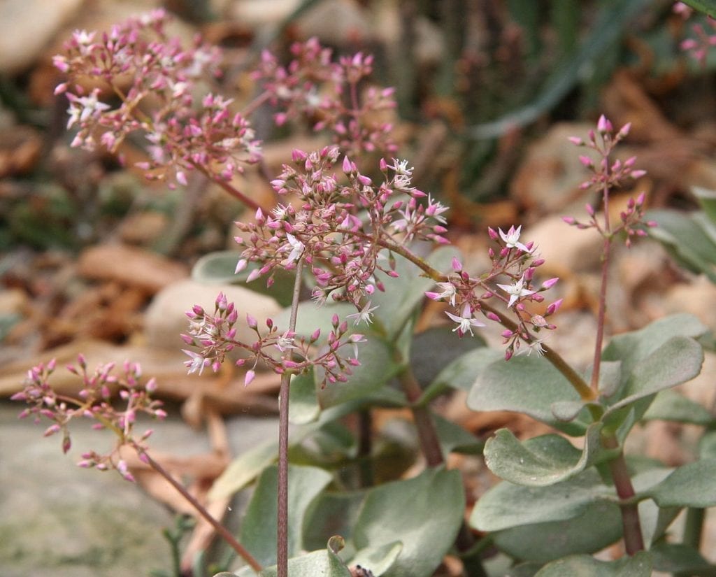Flores de Crassula multicava