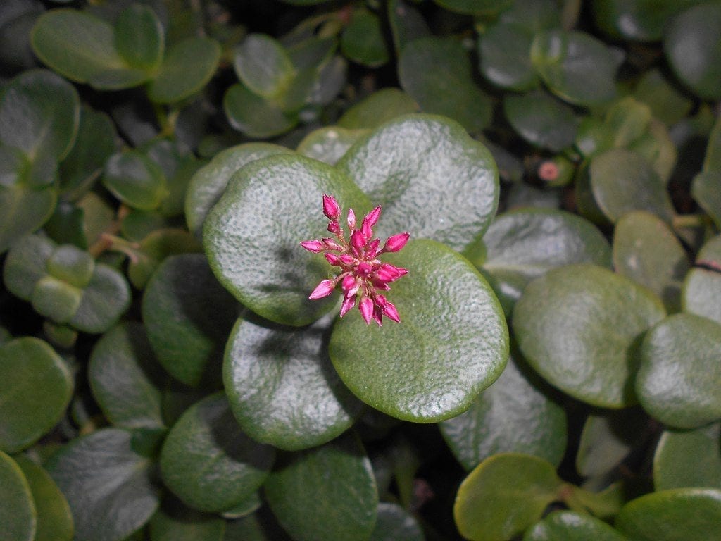 Crassula multicava subsp multicava