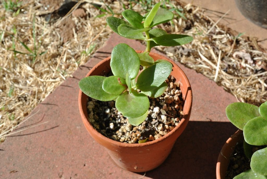 Crassula multicava