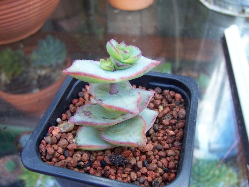 Crassula perforata