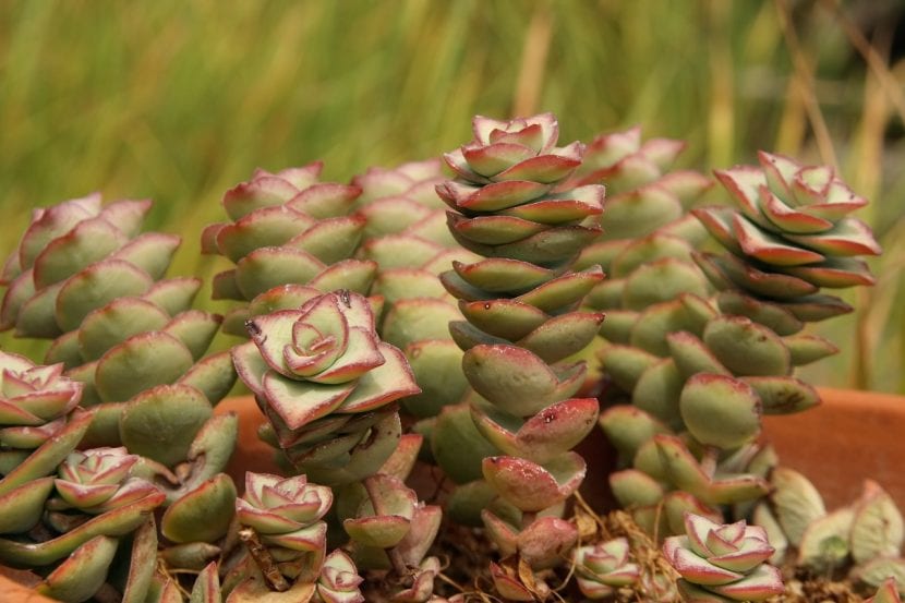 Planta de Crassula perforata