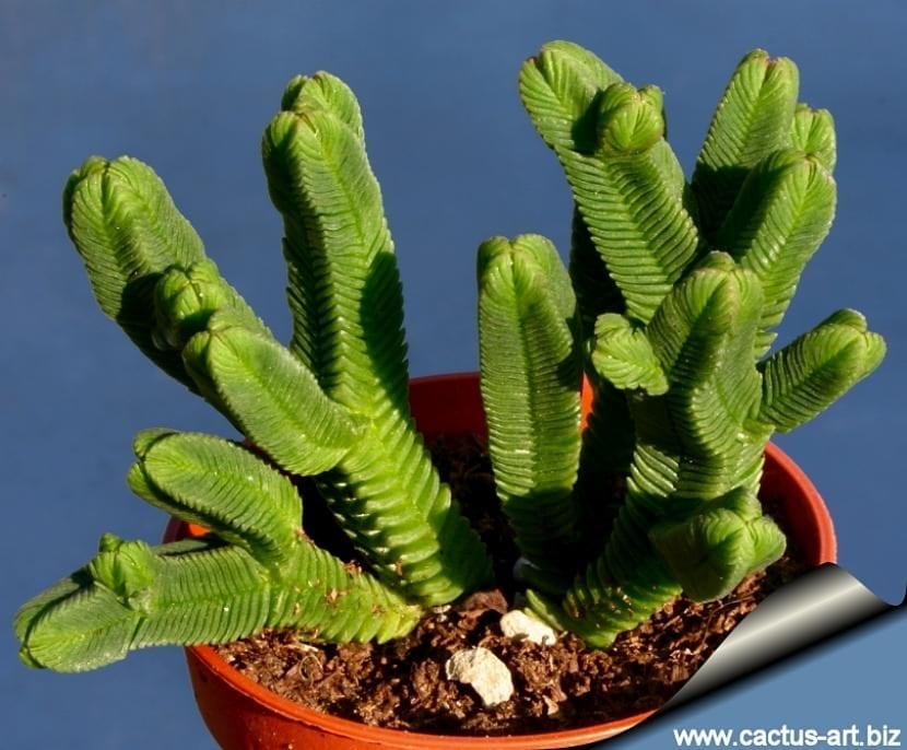 Ejemplas adulto de Crassula pyramidalis