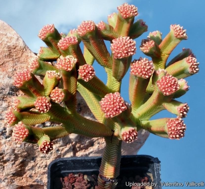 Crassula pyramidalis en flor