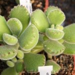 Planta adulta de Cotyledon tomentosa 'Ladysmithiensis'