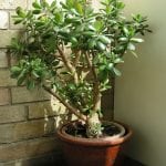 Puedes cultivar la Crassula ovata en maceta