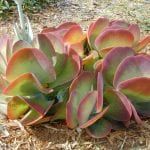 Kalanchoe thyrsiflora, una planta que se pone preciosa al sol