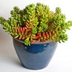 Sedum rubrotinctum