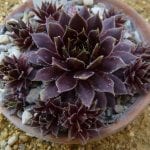 Sempervivum 'Dark Beauty'