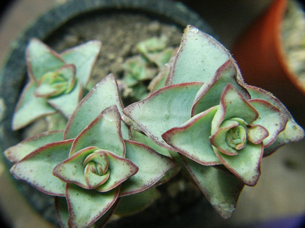 Crassula perforata