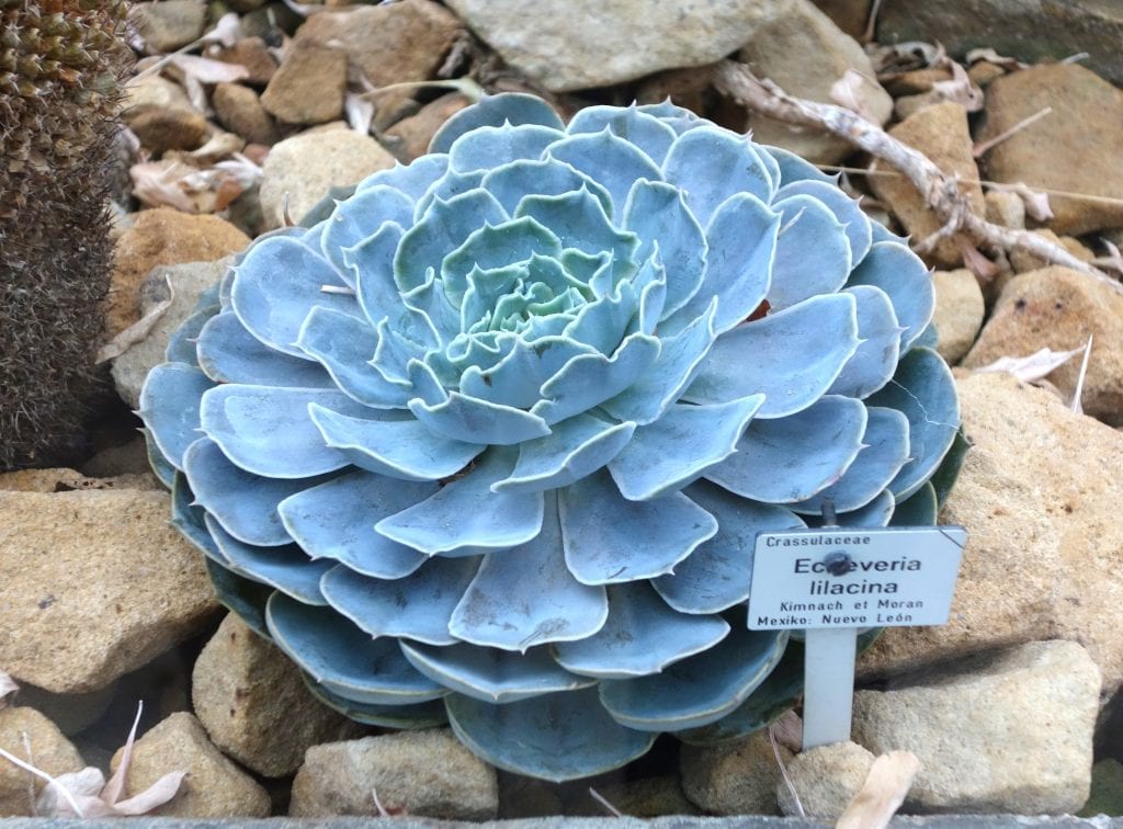 Echeveria lilacina, una planta fácil de encontrar en los viveros