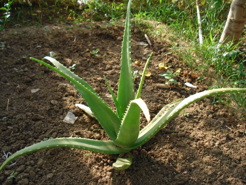 Planta de Aloe vera en el jardín
