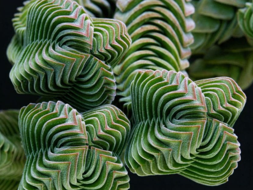 Ejemplar de Crassula Templo de Buda