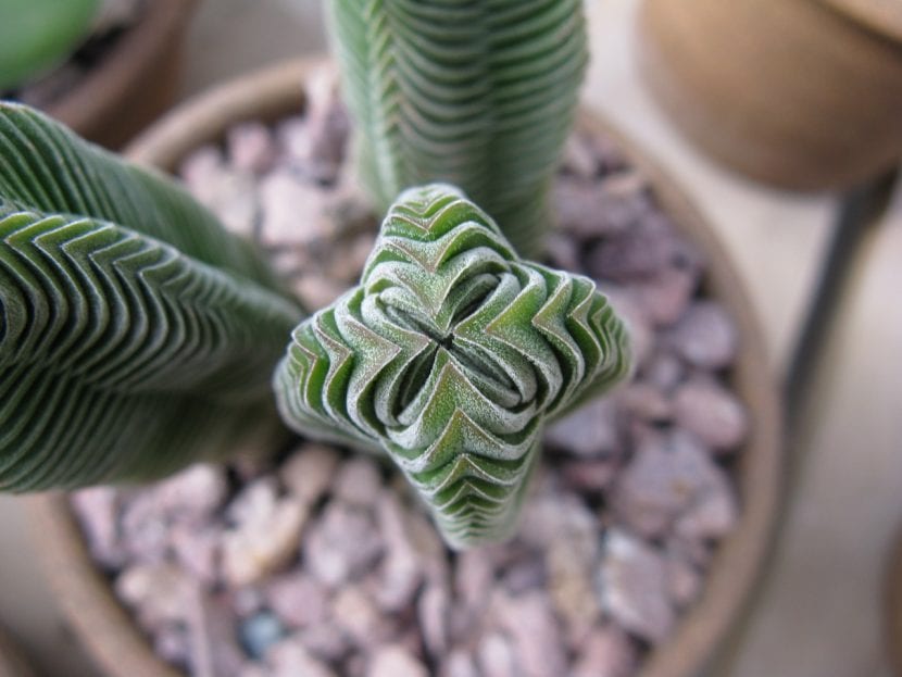 Foto en detalle de la Crassula Templo de Buda