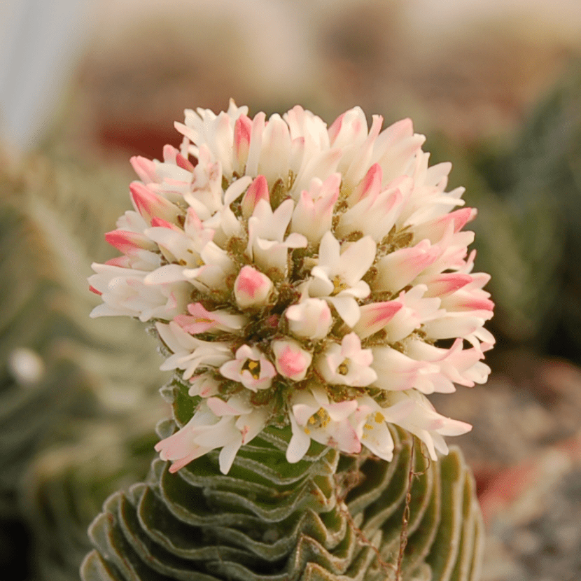 Crassula Templo de Buda en flor