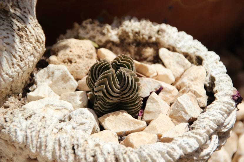 La Crassula Templo de Buda es una suculenta