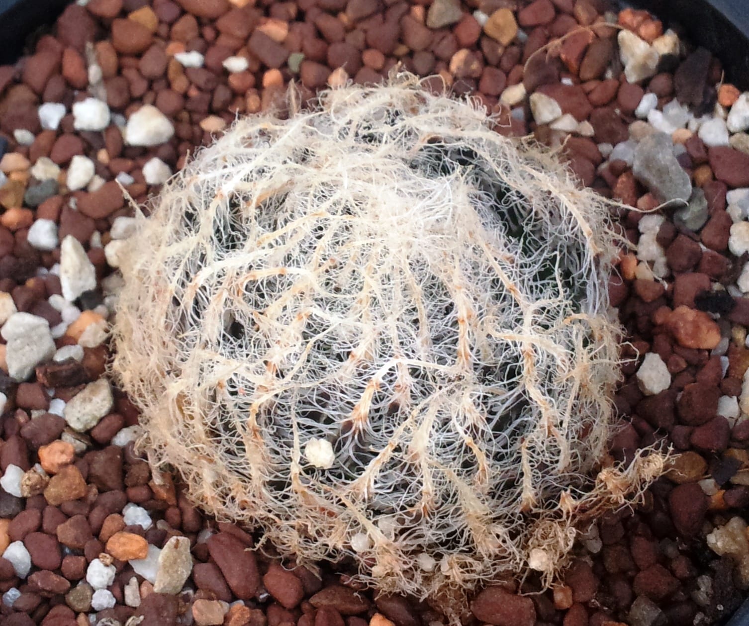 Haworthia arachnoidea: cuidados, riego y luz correcta