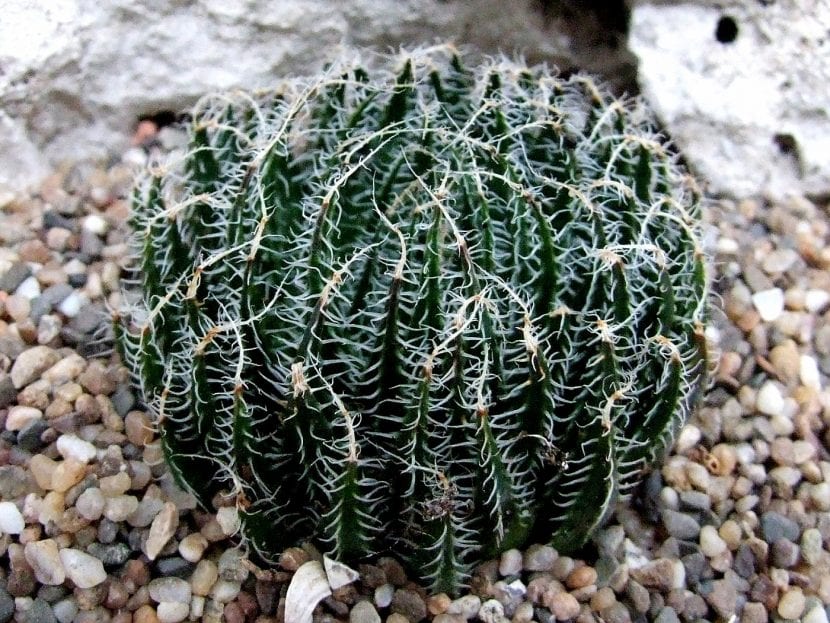 Haworthia arachnoidea en cultivo